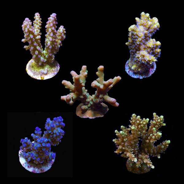 Micronesian Assorted Welcome SPS Coral Frag 5 Pack, Aquacultured ORA® Micronesian Assorted Welcome SPS Coral Frag 5 Pack, Aquacultured ORA®